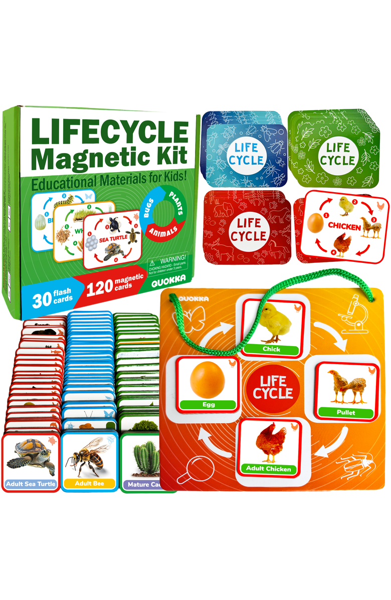 Quokka Life Cycle Magnetic Learning Cards Set for Kids, Main, color, Part 1