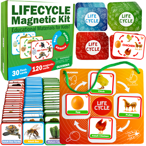 Life Cycle Magnetic Learning Cards Set for Kids