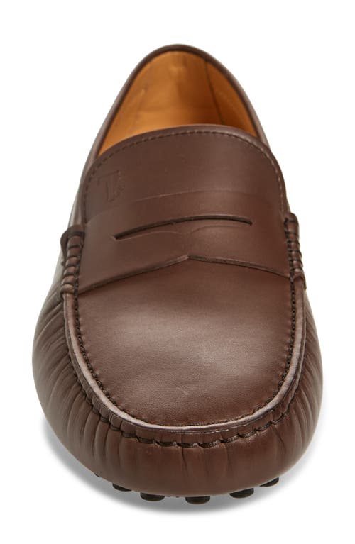 Tod's Penny Loafer In Marrone Africa
