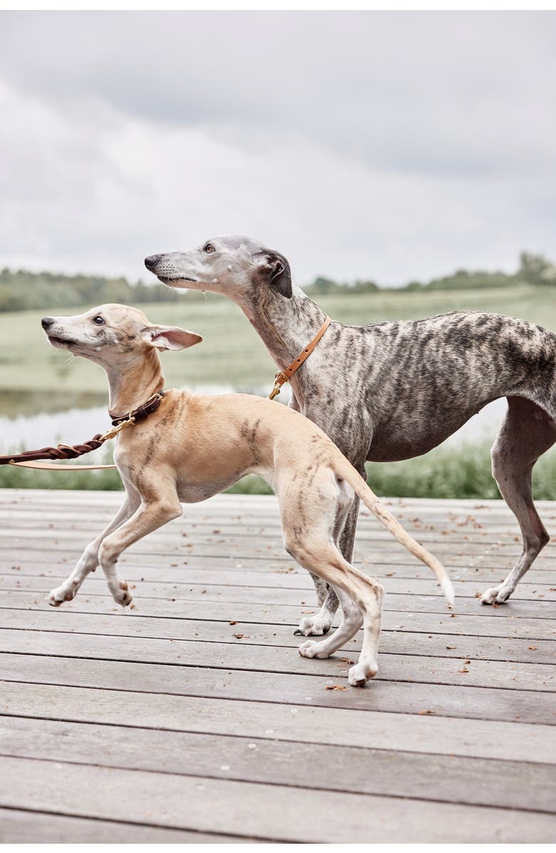 OYOY Robin Dog Collar, Alternate, color, Choko