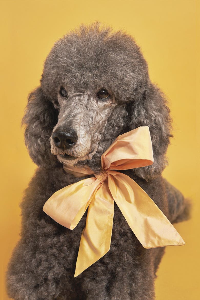 Hazel the Blue Poodle Hair Clip, Alternate, color, Blue