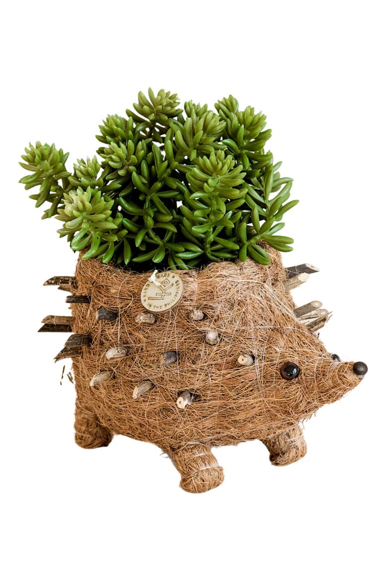 Baby Hedgehog Handwoven Planter, Main, color, BROWN