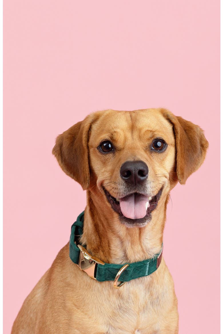 Rue Dog Collar, Alternate, color, Rue