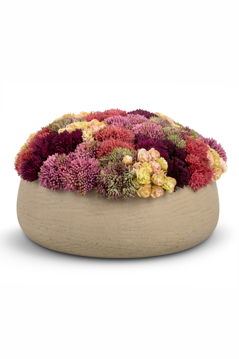 Ariane Sedum Arrangement