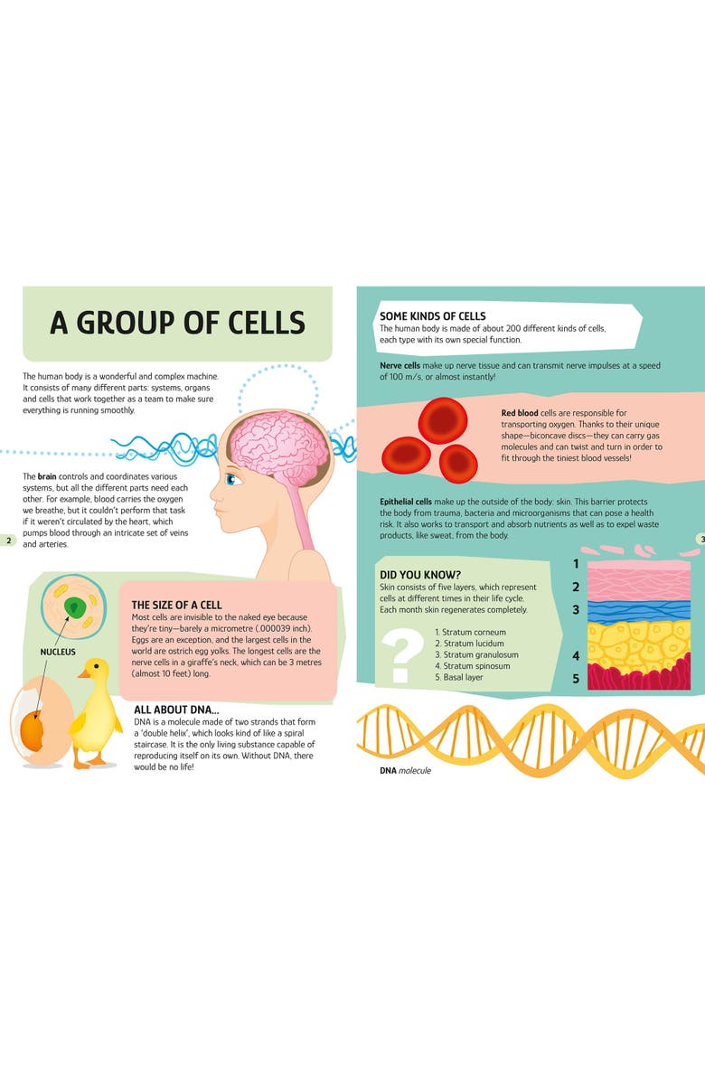Sassi Travel, Learn and Explore The Human Body Puzzle and Book Set, Alternate, color, Multicolored