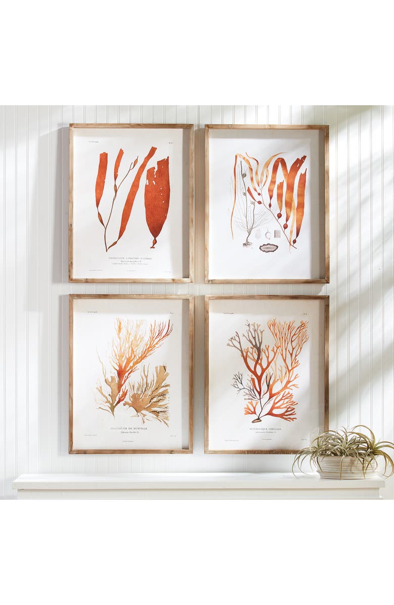 Napa Home & Garden Coral Reef Study Set of 4, Alternate, color,