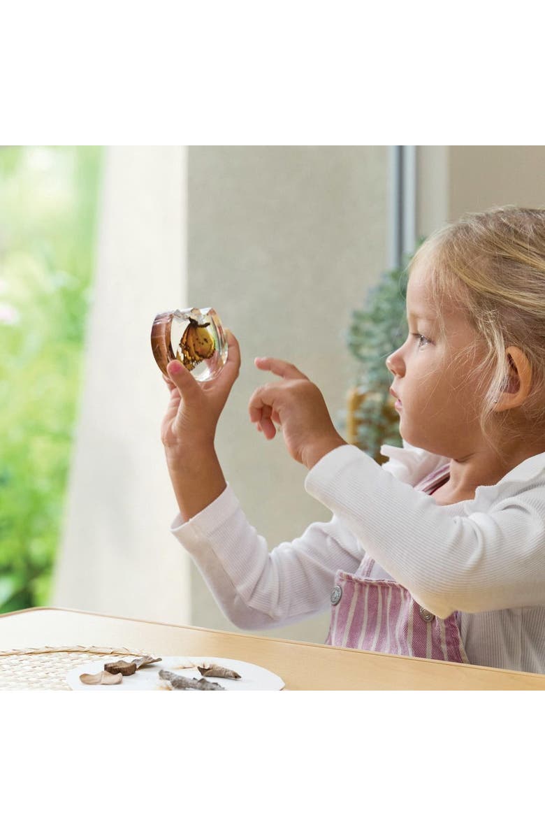 Kaplan Early Learning Company Specimen Life Cycle Puzzle - Butterfly, Alternate, color, Multicolored