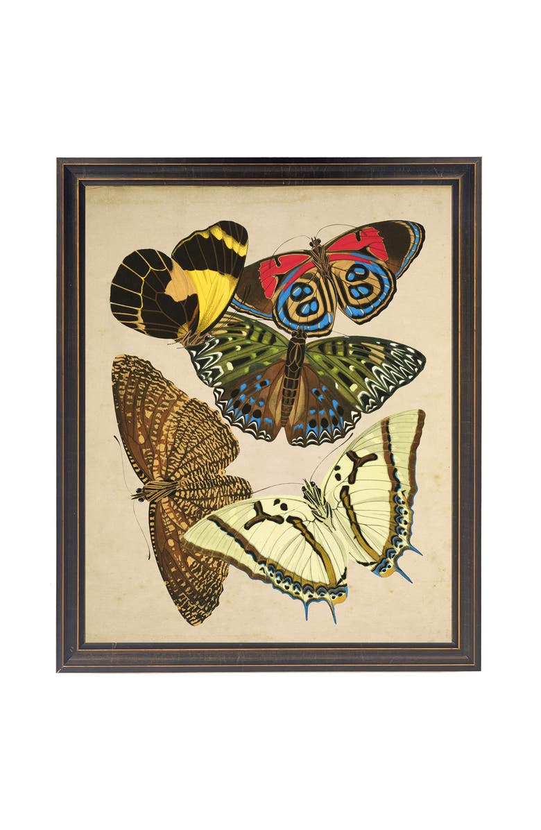 Antique Curiosities Multicolored Butterflies in Black and Gold Frame, Main, color, Multi