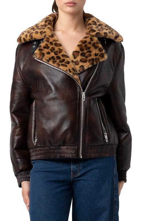Blanknyc Faux Leather & Faux Shearling Moto Jacket In Brown