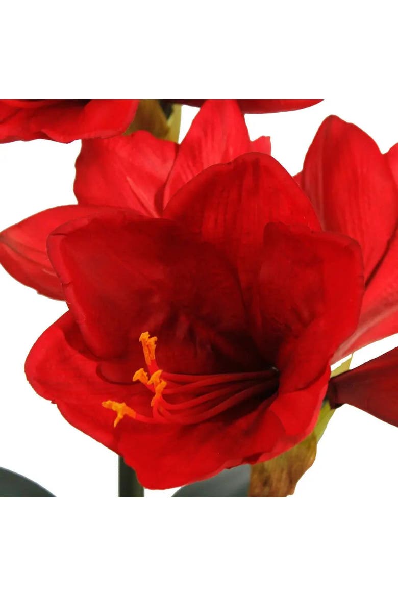 24" Red Amaryllis Arrangement in White Pot, Alternate, color, Red