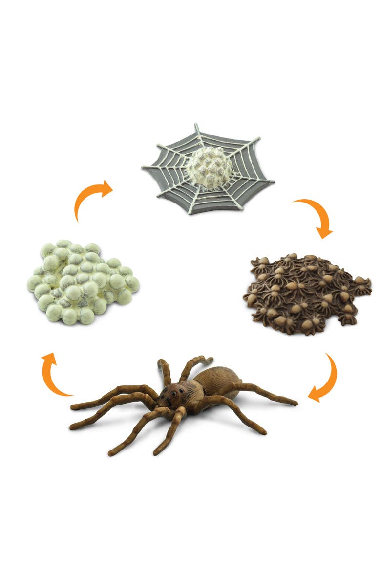 Safari Ltd. Life Cycle Of A Spider, Alternate, color, NO COLOR