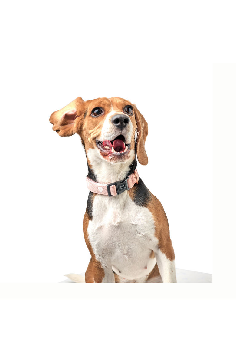 Dogistry Sweetheart 3+ Collar Band, Alternate, color, Medium