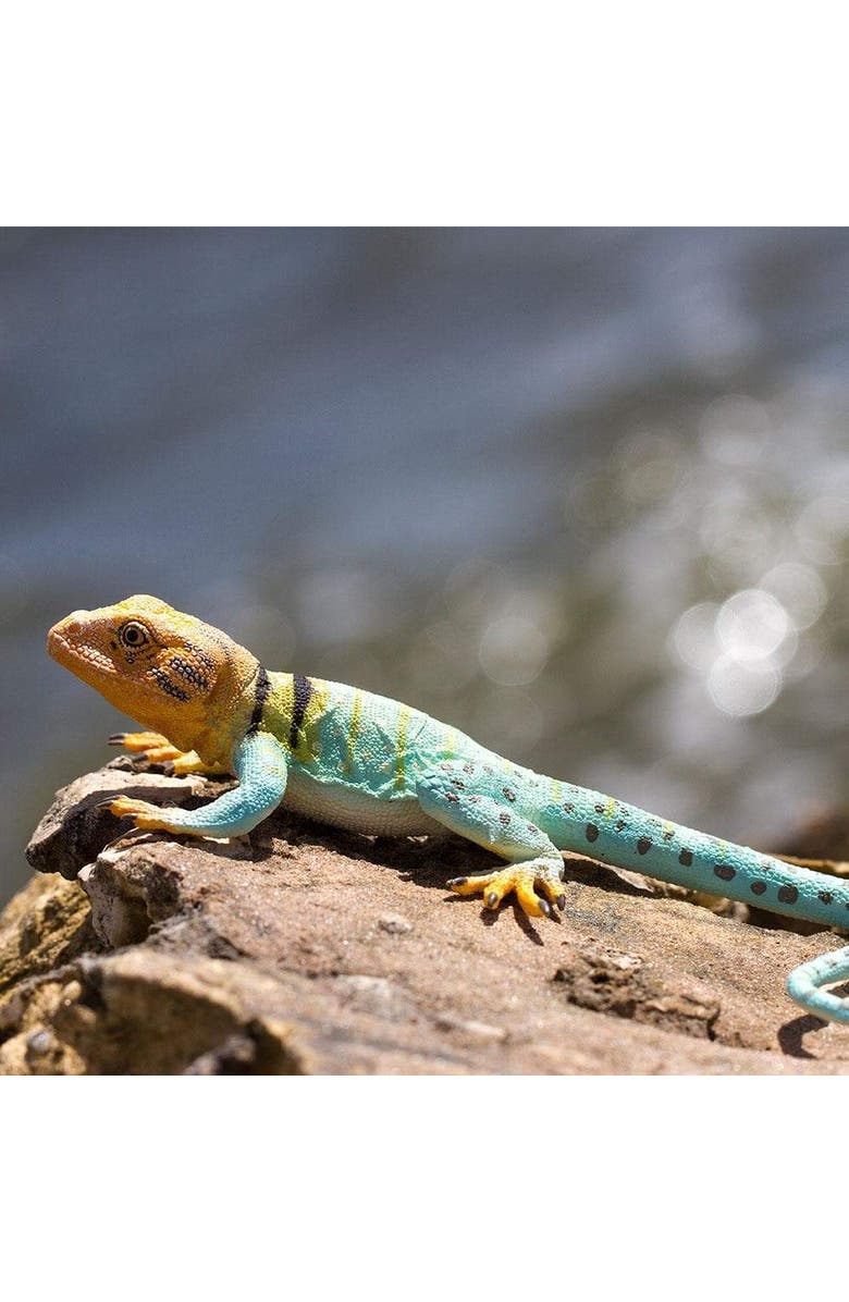 Safari Ltd. Collared Lizard Toy, Alternate, color, NO COLOR