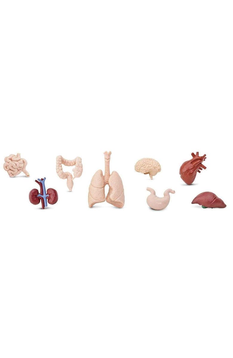 Safari Ltd. Human Organs Toy, Alternate, color, NO COLOR