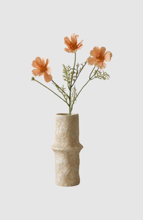 Champagne Cosmo Daisy Flower