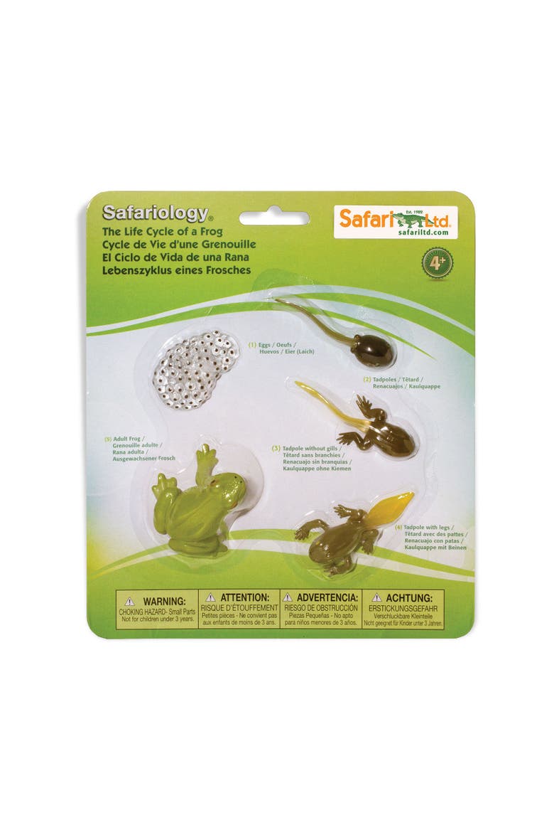 Life Cycle Of A Frog, Main, color, No Color