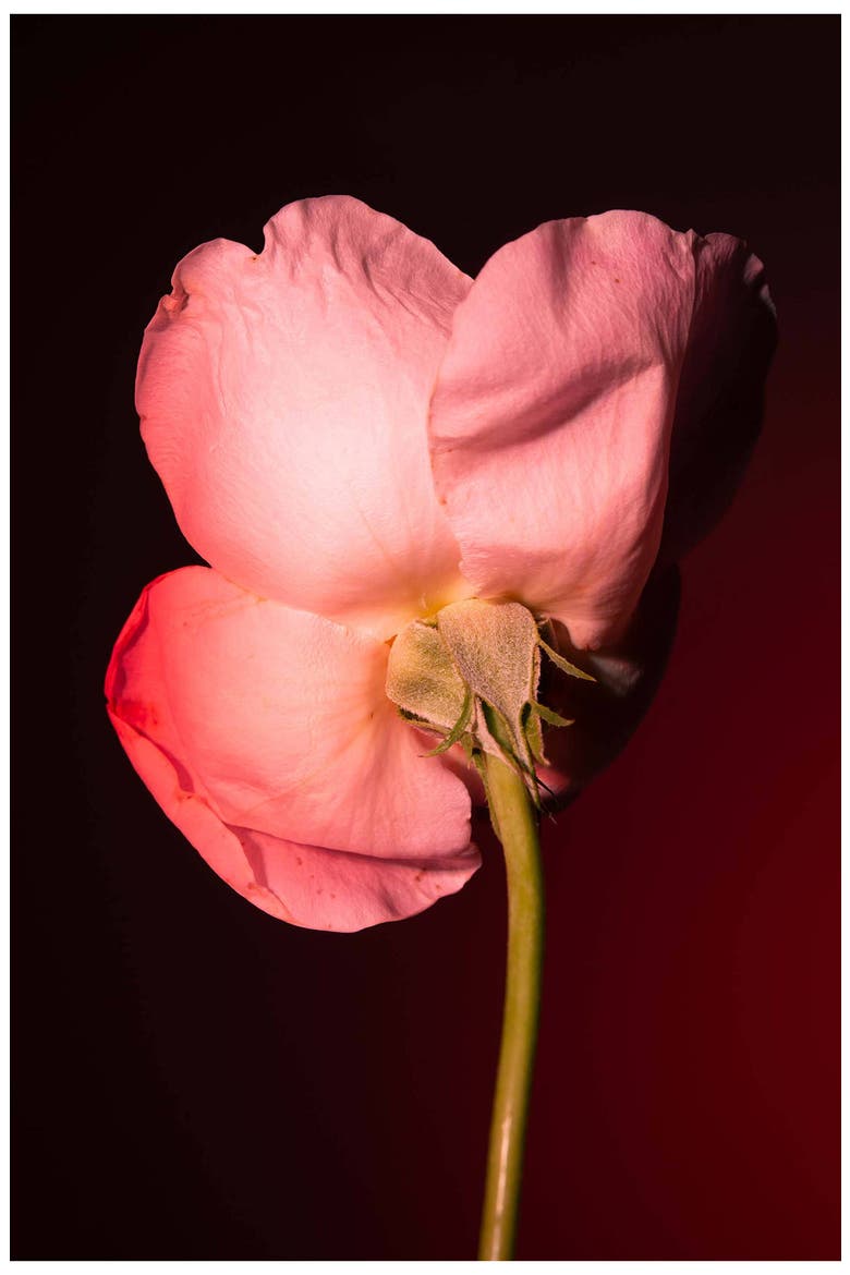 Tabac Rose Eau de Parfum, Alternate, color, NO COLOR