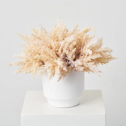 Wheat Pampas Grass in White Cement Pot