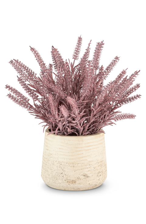 Esme Purple Wheatgrass