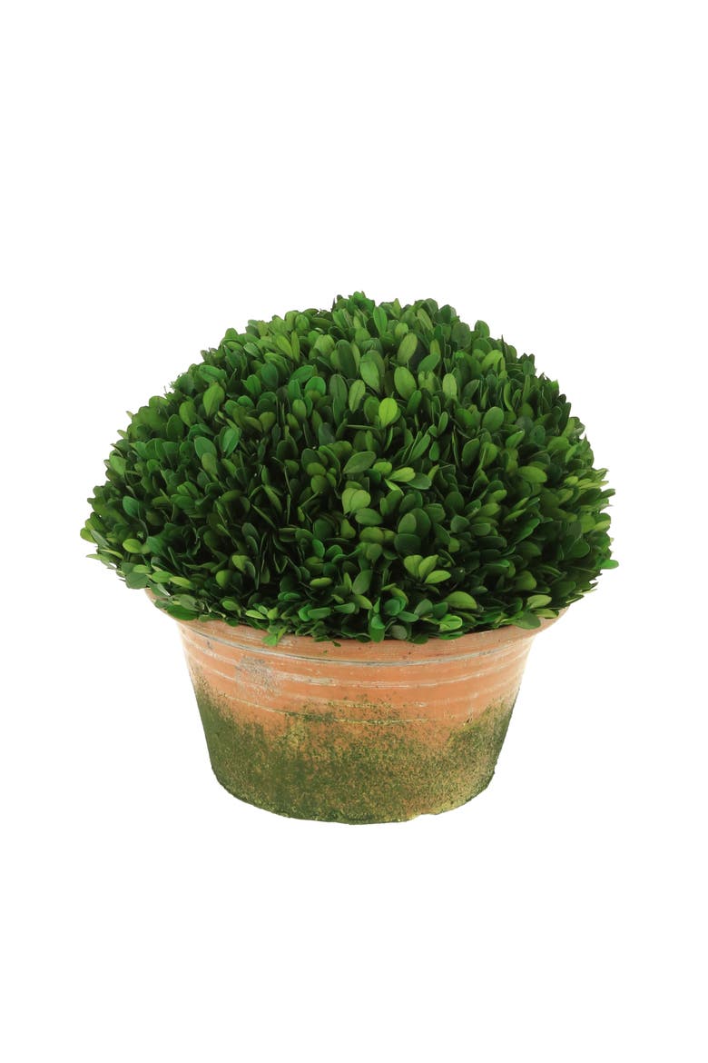 Boxwood Topiary in Pot, Main, color, Green