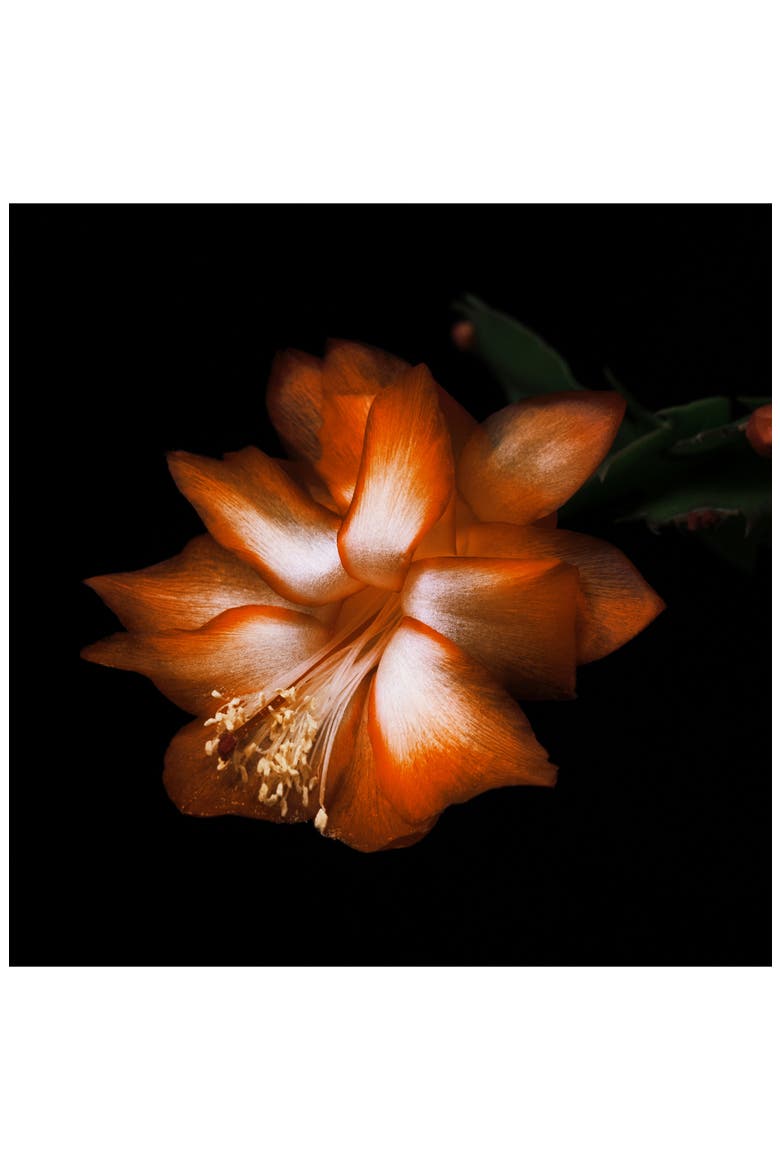 Black Saffron Absolu Eau de Parfum, Alternate, color, NO COLOR