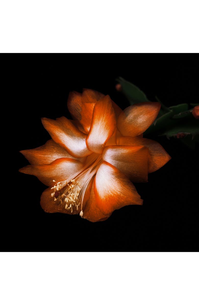 BYREDO Black Saffron Absolu Eau de Parfum, Alternate, color,