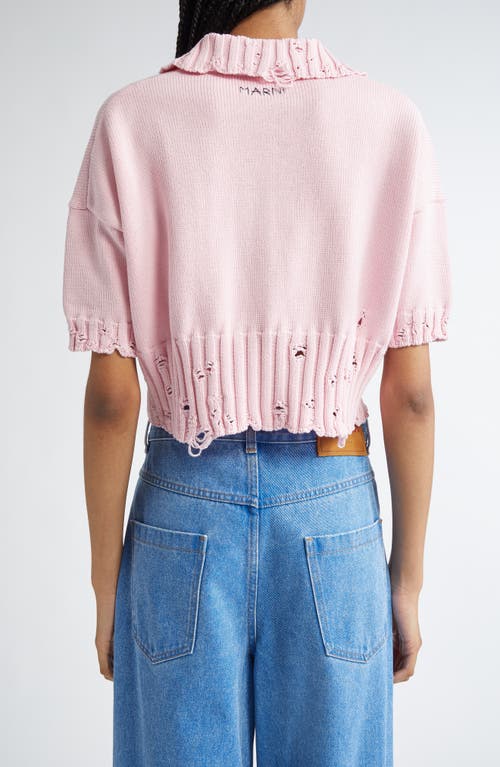 Shop Marni Distressed Cotton Polo Sweater In Pink