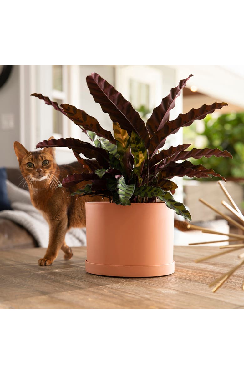 Bloem Mathers 6.5W x 8.5"H Gardening Planter with Saucer Tray, Muted Terra Cotta, Alternate, color, Orange