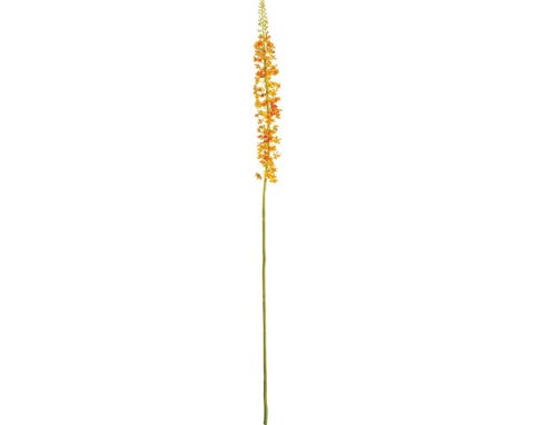 Eremurus Artificial Stem 46"