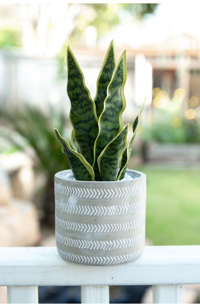 FLORA BUNDA Grey Faux Snake Plant Cement Planter, Alternate, color,