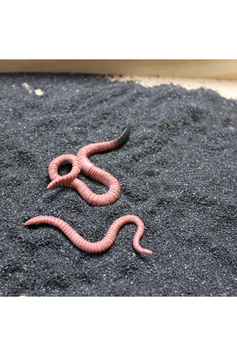 Life Cycle Of A Worm, Alternate, color, No Color
