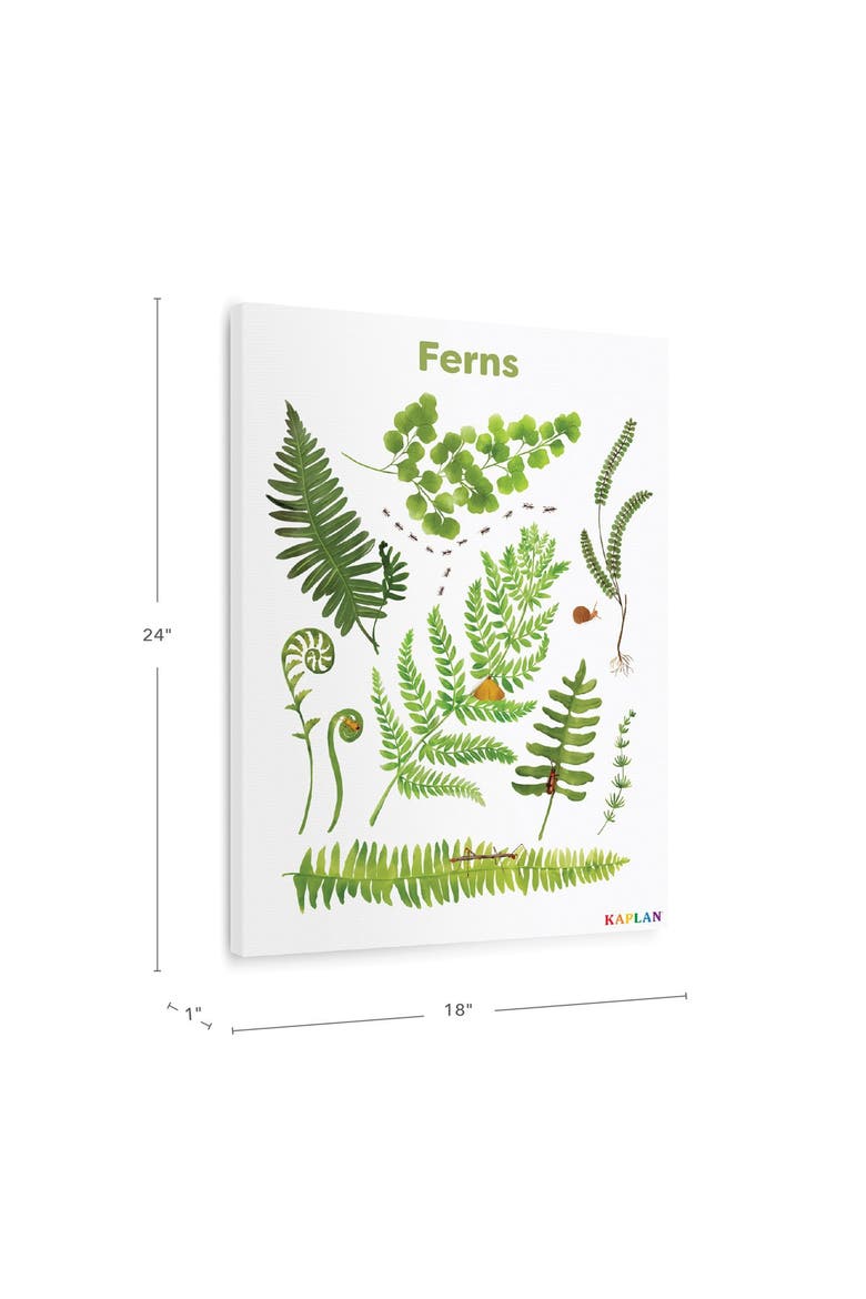 Fern Giclee Classroom Wall Print, Alternate, color, green