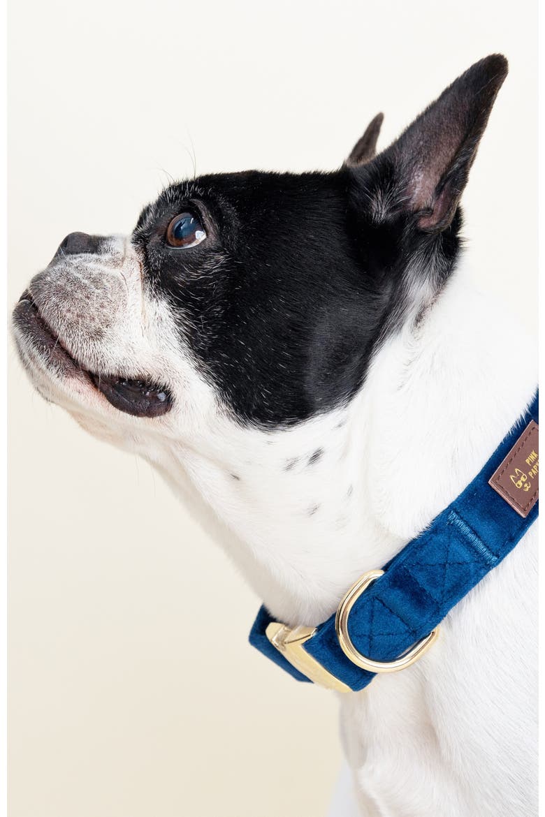 Channing Dog Collar, Alternate, color, Channing