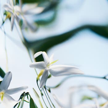 Blanche Absolu de Parfum
