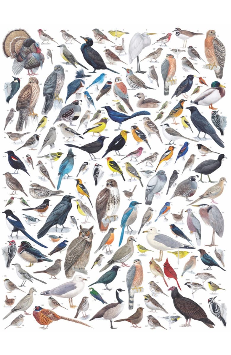 NEW YORK PUZZLE COMPANY Birds of Western North America 1000 Piece Puzzle, Alternate, color, NO COLOR