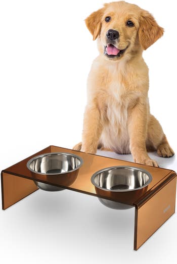 indoor succulents safe for dogs Pet-friendly Succulent Pack