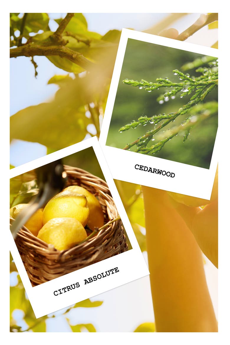 Replica Under the Lemon Trees Eau de Toilette, Alternate, color, REGULAR