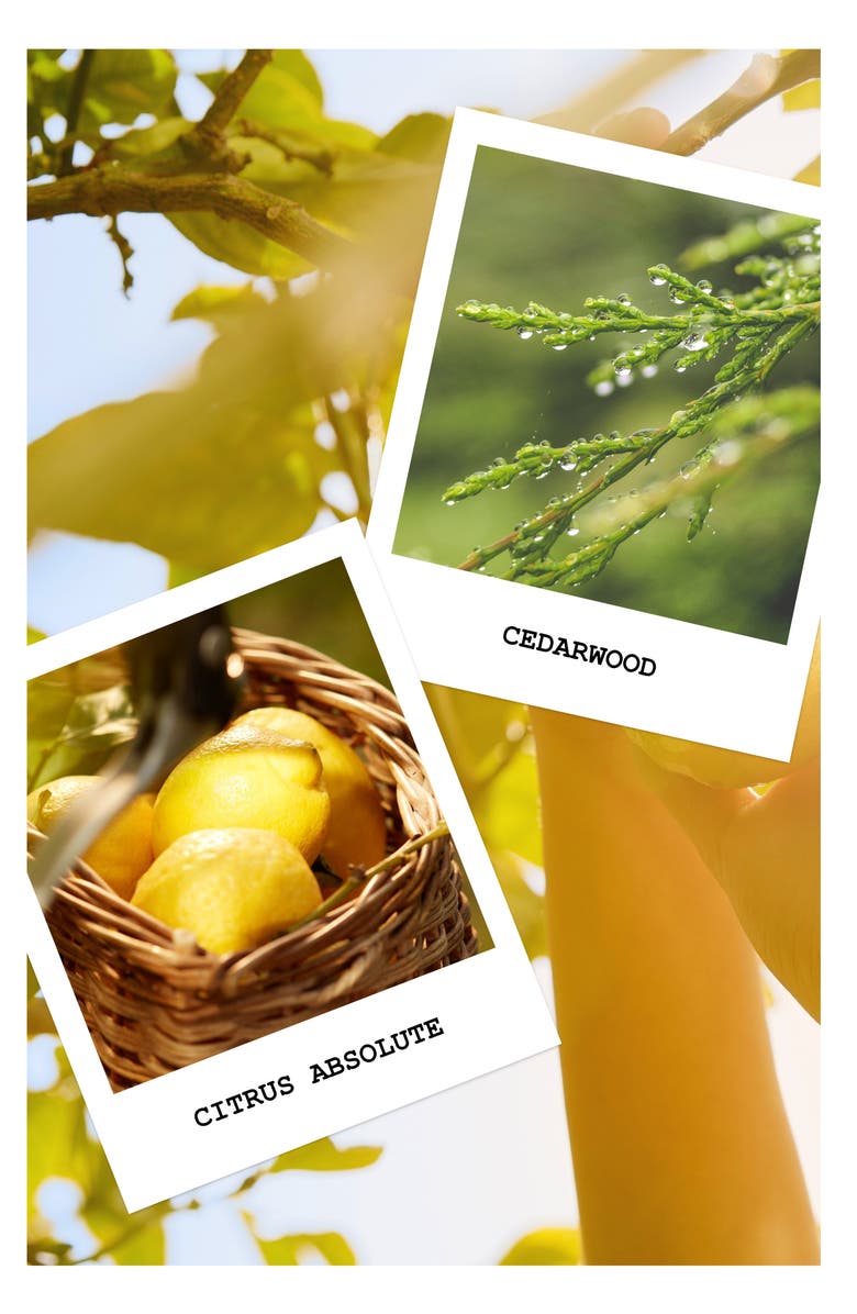 Maison Margiela Replica Under the Lemon Trees Eau de Toilette Fragrance, Alternate, color, Regular