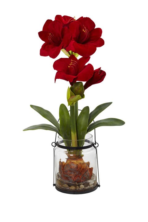24-in Amaryllis with Vase