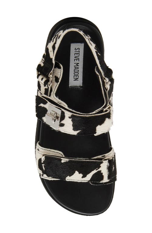 Shop Steve Madden Mona Sandal In Black/white Calf Hair