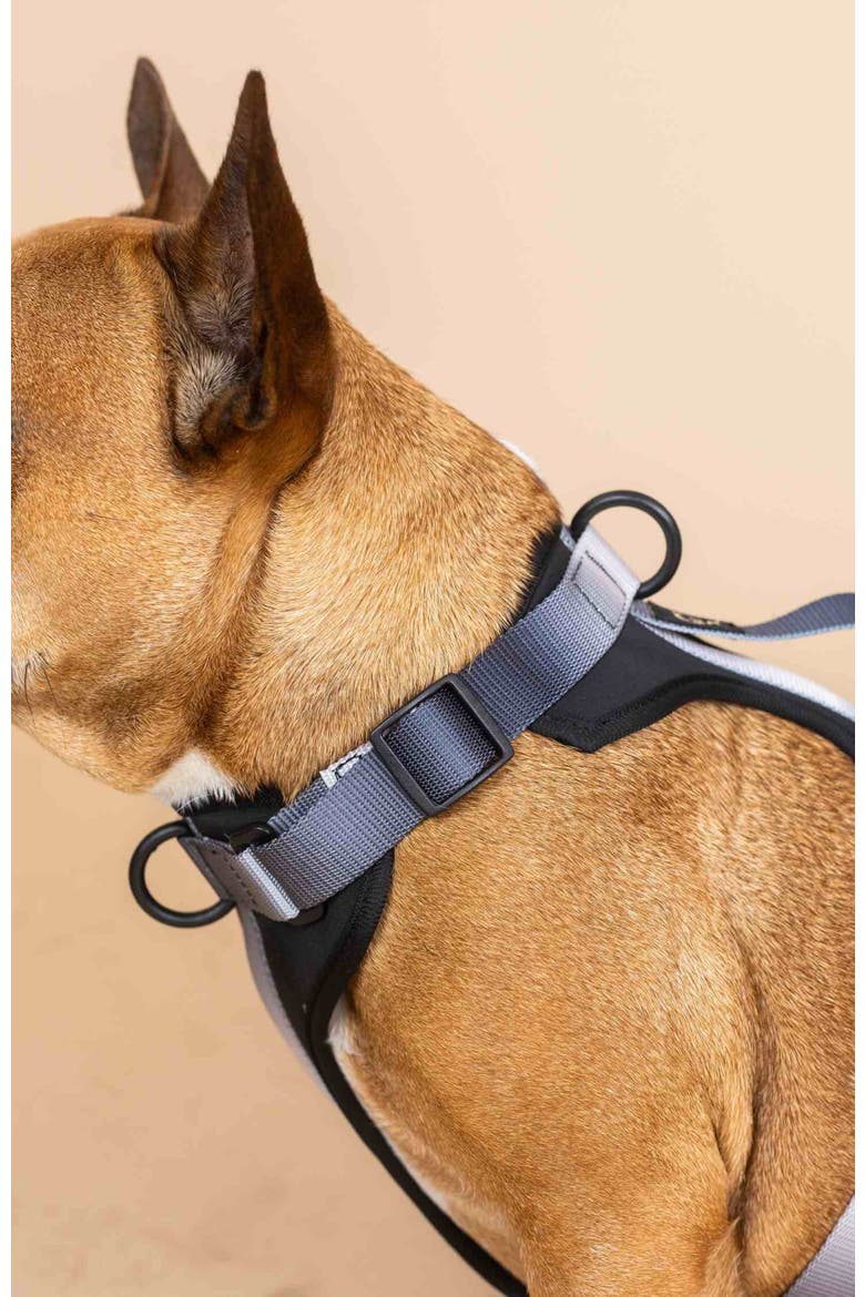 Rowan Dog Harness, Alternate, color, Rowan