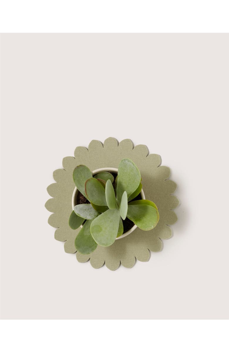 Graf Lantz Crest Merino Wool 10" Trivet, Alternate, color, Dew