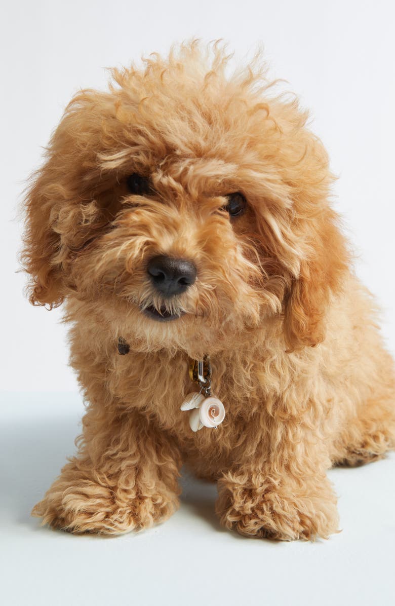 ossa Pet Collar Charm, Alternate, color, Seashell