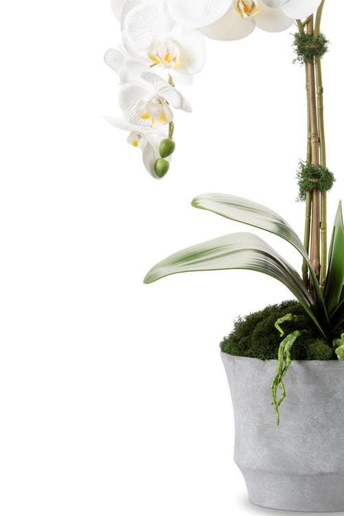 Cocobella Rosalyn Realtouch Orchid In Snow