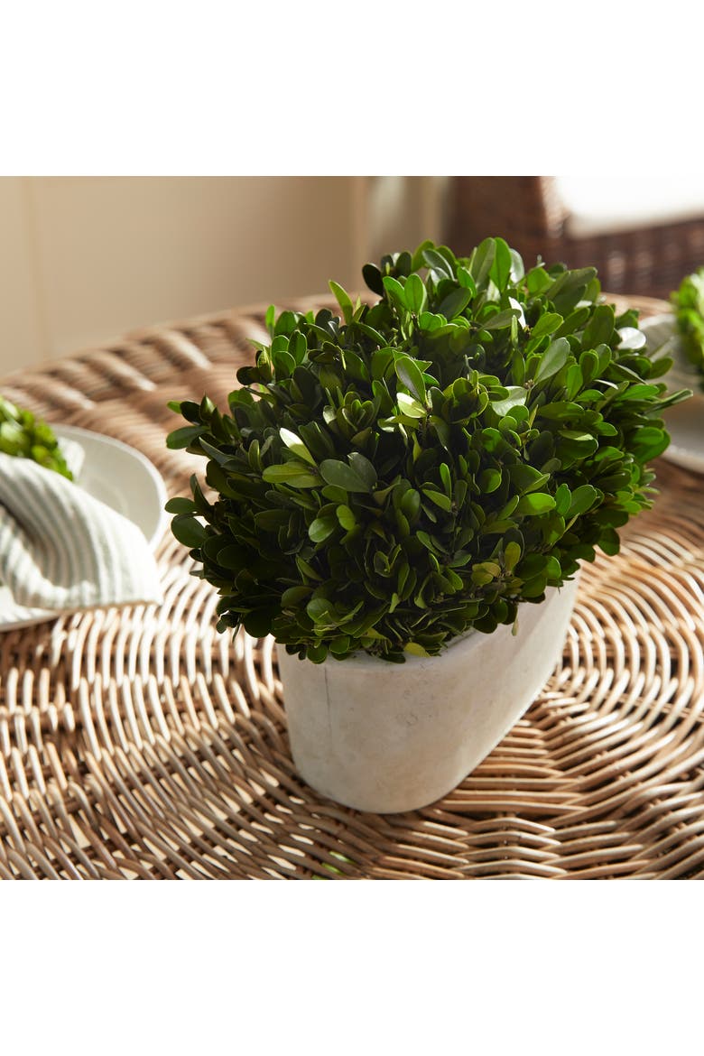 Boxwood Bush In Oval Pot, Alternate, color, Green