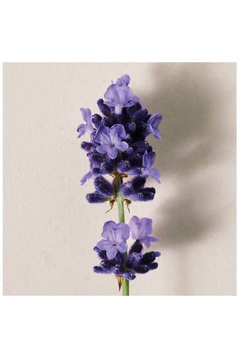 Atelier des Fleurs Lavanda Eau de Parfum, Alternate, color, NO COLOR