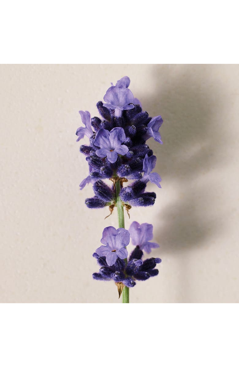 Chloé Atelier des Fleurs Lavanda Eau de Parfum, Alternate, color, 