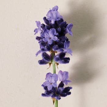 Chloé Atelier des Fleurs Lavanda Eau de Parfum | Nordstrom