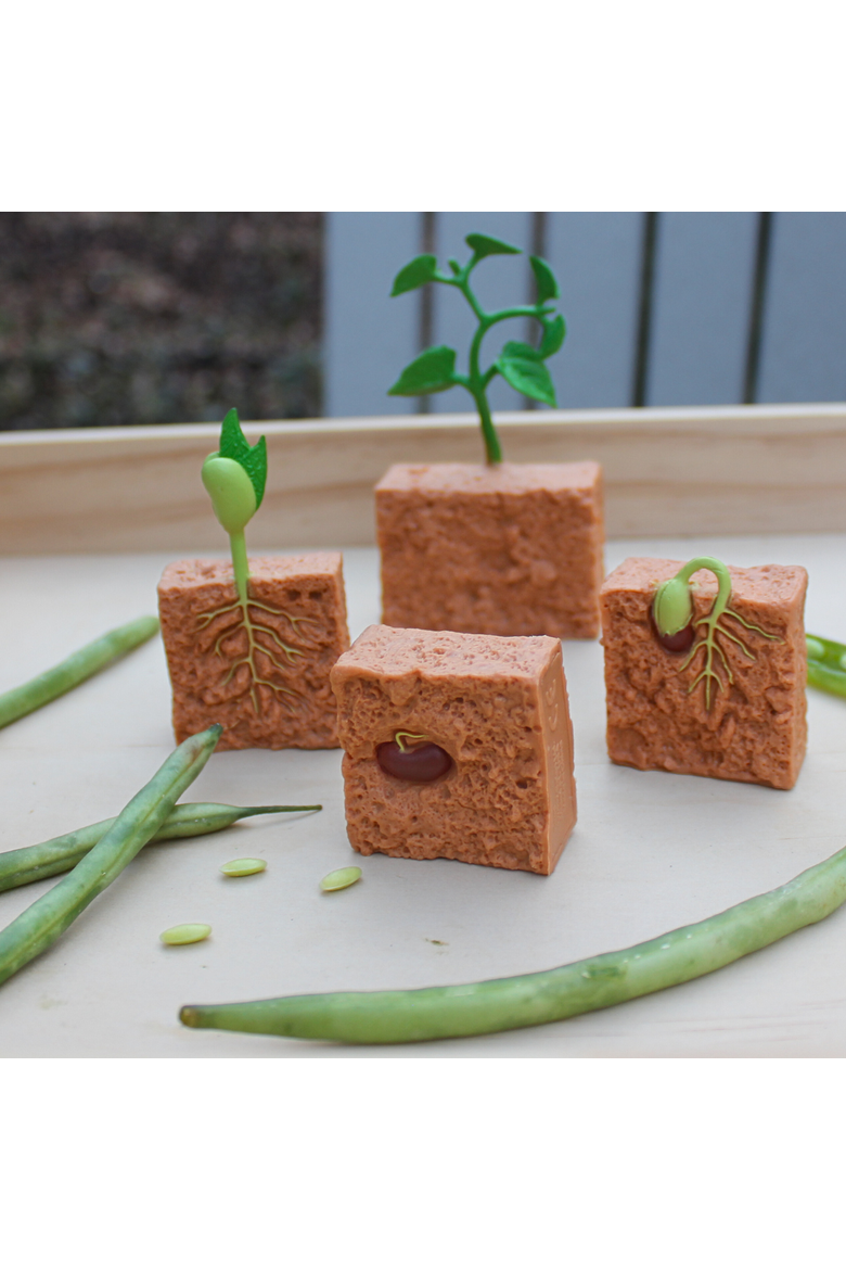 Life Cycle Of A Green Bean Plant, Alternate, color, No Color