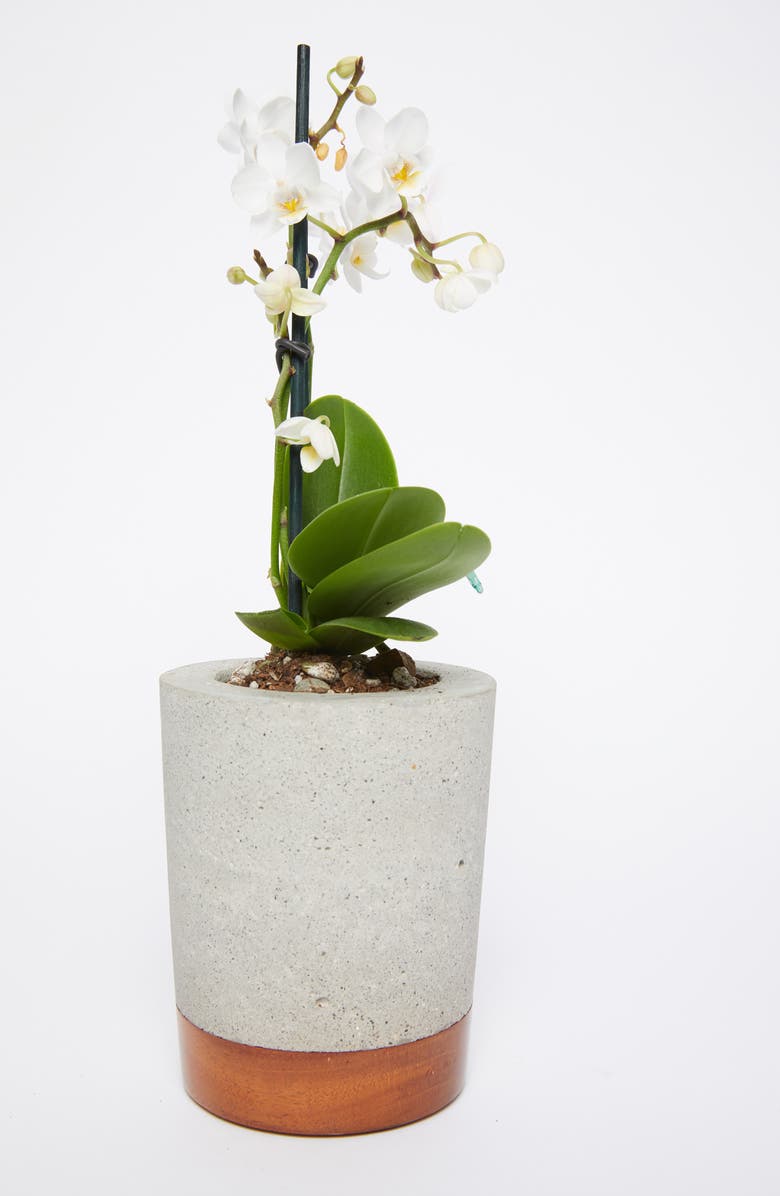 Uncommon James by Kristin Cavallari Concrete & Wood Planter, Alternate, color,